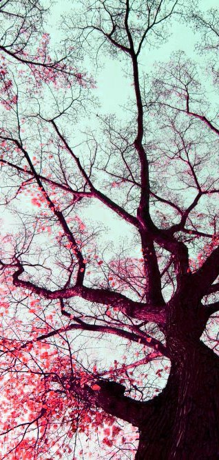 cherry_blossom_by_sarrrahhh