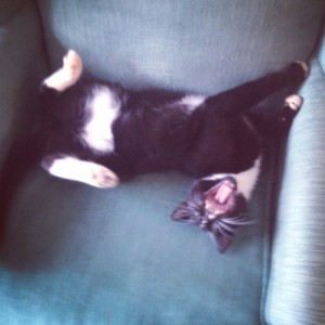 My cat Parker who stays sane with many naps in strange positions.