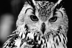 Close up portrait of Eurasian Eagle-owl