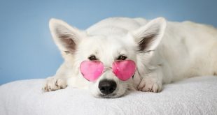 Treat Your Senior Dog Special