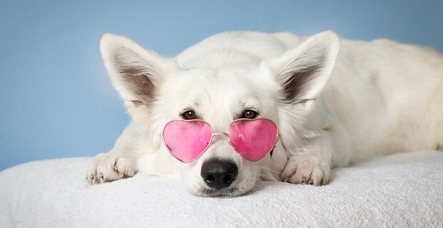 Treat Your Senior Dog Special