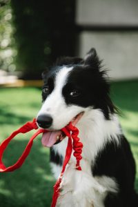 make adopting a dog easier