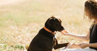 pet is good for your health