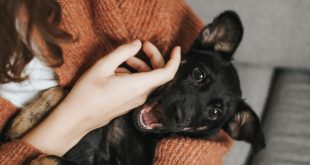 emotional support animals