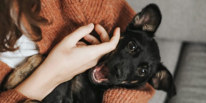 emotional support animals