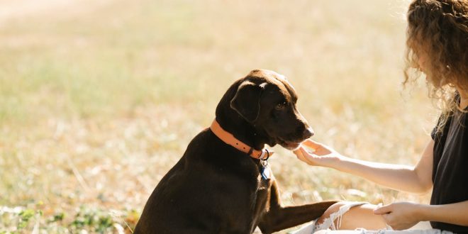 pet is good for your health